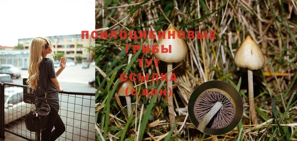 PSILOCYBIN Аркадак